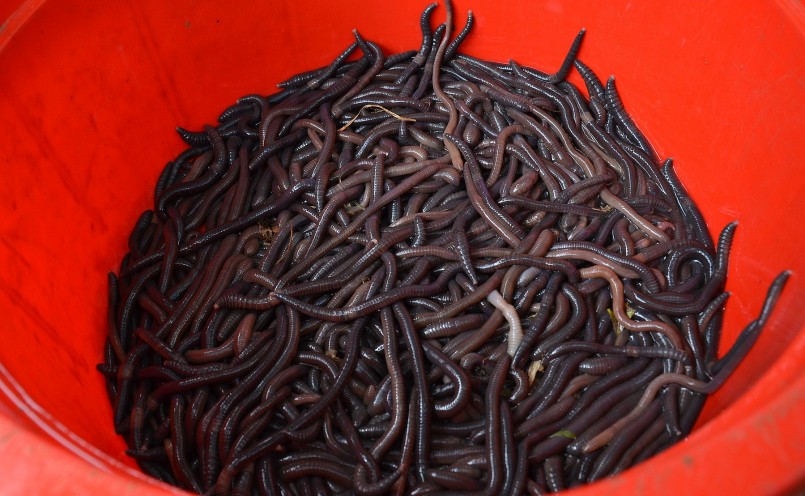 Giun bị kích lên khỏi mặt đất đợi chế biến. Giun bị kích lên khỏi mặt đất đợi chế biến.