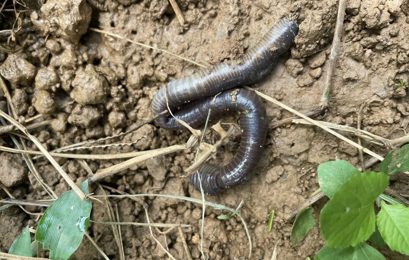 Giun đất được ví như cỗ máy làm tơi xốp đất, nếu bị tận diệt sẽ biến thành đất chết. Giun đất được ví như cỗ máy làm tơi xốp đất, nếu bị tận diệt sẽ biến thành đất chết.