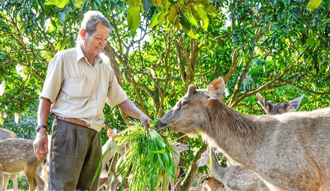 Ông Phù Văn Khên cho đàn hươu của gia đình ăn cỏ Ông Phù Văn Khên cho đàn hươu của gia đình ăn cỏ