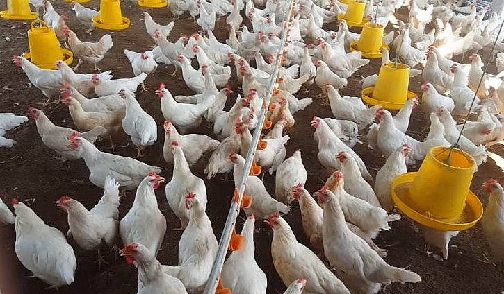 Gà siêu trứng Ai Cập cho năng suất cao về trứng