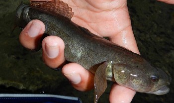 Huyện ven biển Nam Định nuôi loài cá đặc sản bán trên 300 nghìn/kg, xuất khẩu hàng trăm tấn mỗi năm