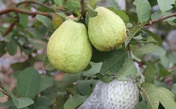 Trồng giống ổi ngoại 