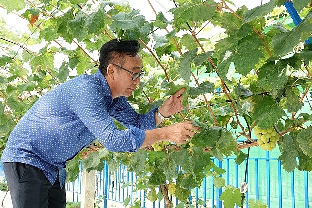 Ông Duy kiểm tra những chùm nho đang độ thu hoạch Ông Duy kiểm tra những chùm nho đang độ thu hoạch