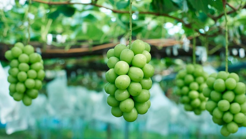 Nho mẫu đơn hay còn gọi là Shine Muscat Nho mẫu đơn hay còn gọi là Shine Muscat