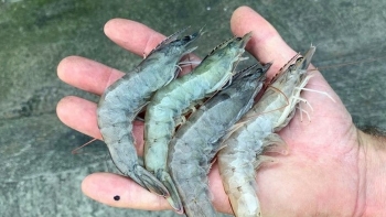 Đi chợ gặp tôm có dấu hiệu này thì chớ có mua kẻo tiền mất tật mang