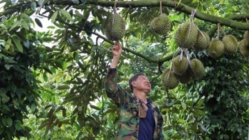 Thực hư thông tin giá sầu riêng bắt đầu sụt giảm, nông dân có nên giữ vườn chờ tăng thêm?