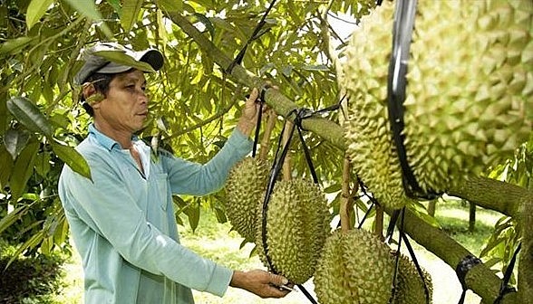 nông dân thông qua hợp đồng kinh tế theo đúng quy định của pháp luật. nông dân thông qua hợp đồng kinh tế theo đúng quy định của pháp luật.