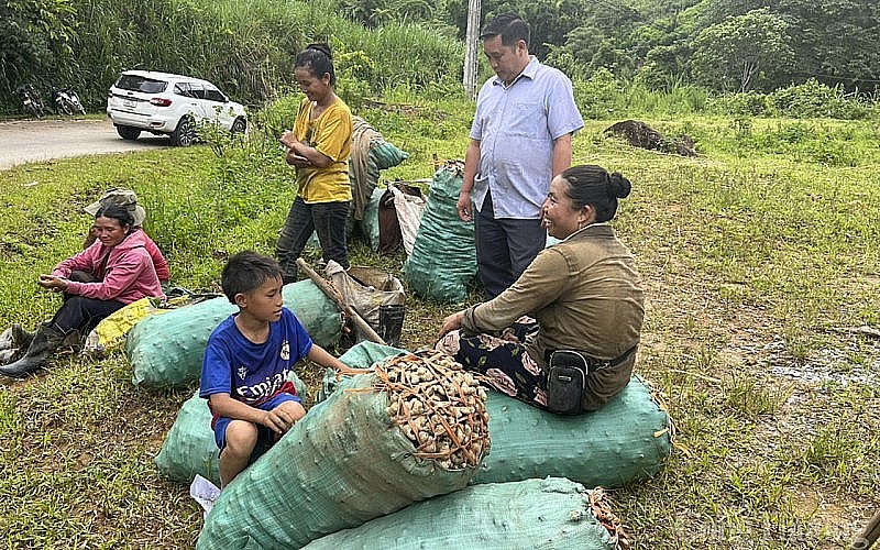 Người dân Kỳ Sơn thu hoạch gừng vụ mùa 2023