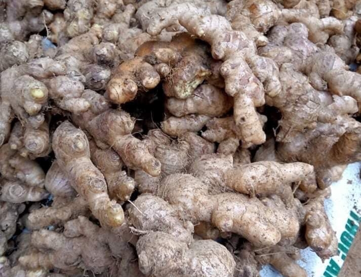 Gừng Kỳ Sơn cay nồng đậm vị