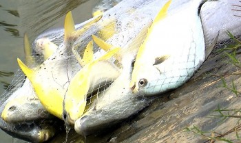 Lao đao vì tôm thẻ chuyển sang nuôi cá chim vây vàng, mỗi héc ta dự kiến lãi nửa tỷ đồng