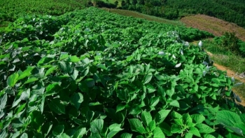 Cây gai xanh là cây gì mà cho thu nhập cao gấp 4 lần trồng ngô?