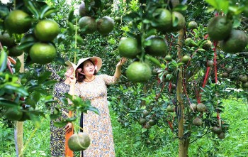 Cam sành, quýt đường núi lửa - mang vị ngọt của thiên nhiên