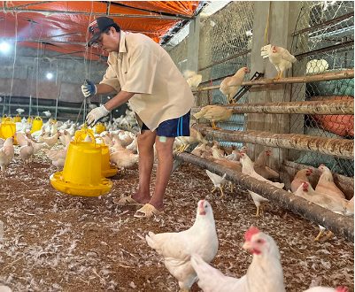 Ông Nguyễn Văn Ngoạn chăm sóc đàn gà tại trang trại Ông Nguyễn Văn Ngoạn chăm sóc đàn gà tại trang trại