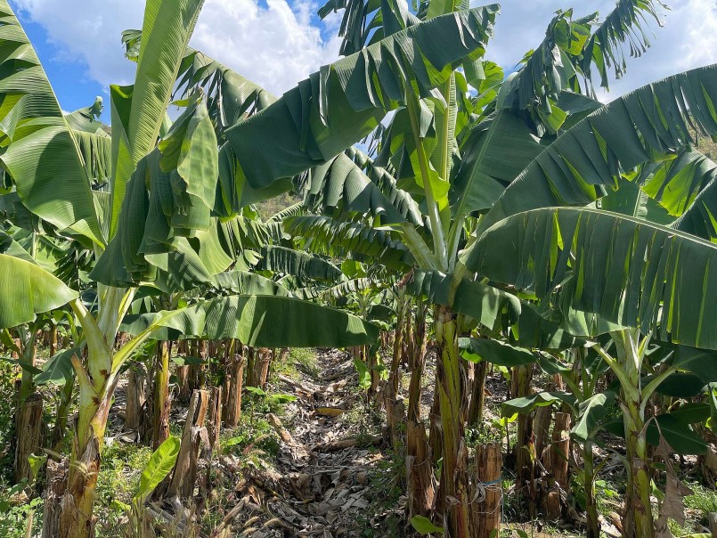 cây chuối đã trở thành một loài cây vô cùng gần gũi, thân thiết cây chuối đã trở thành một loài cây vô cùng gần gũi, thân thiết