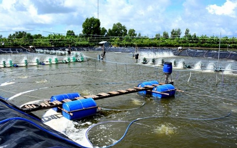do gặp thời tiết, môi trường nước không tốt, tôm nuôi trên địa bàn tỉnh đã xuất hiện các bệnh đốm trắng, đỏ thân, bệnh đường ruột do gặp thời tiết, môi trường nước không tốt, tôm nuôi trên địa bàn tỉnh đã xuất hiện các bệnh đốm trắng, đỏ thân, bệnh đường ruột