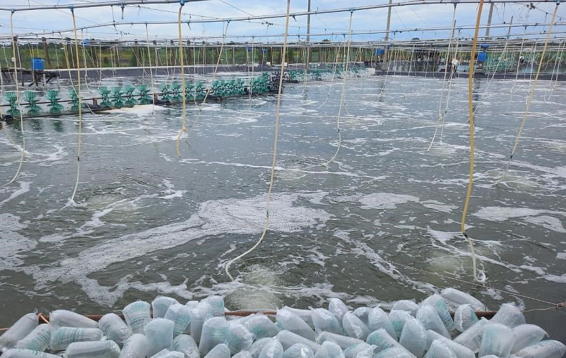 cán bộ kỹ thuật đang tích cực hướng dẫn nông dân thực hiện các biện pháp phòng bệnh cho tôm nuôi. cán bộ kỹ thuật đang tích cực hướng dẫn nông dân thực hiện các biện pháp phòng bệnh cho tôm nuôi.