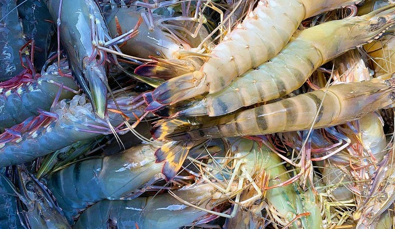 Trong vòng hơn mười ngày qua, tôm nuôi tiếp tục bị thiệt hại hơn 1,3 triệu con. (Ảnh minh họa). Trong vòng hơn mười ngày qua, tôm nuôi tiếp tục bị thiệt hại hơn 1,3 triệu con. (Ảnh minh họa).