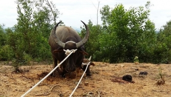 Đàn trâu hoang phá rừng tấn công người ở Quảng Trị, khẩn trương đề xuất phương án xử lý