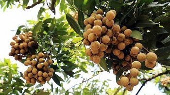 Nhãn mất mùa sản lượng thấp kỷ lục 