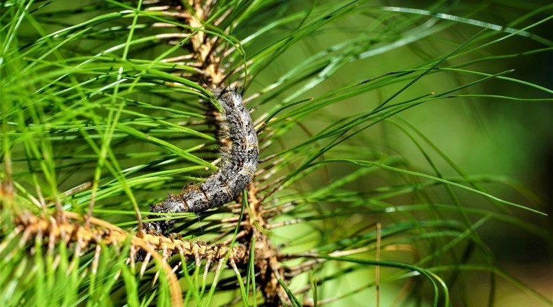 Sâu róm xuất hiện với mật độ dày đặc, 10-50 con/cây, cá biệt có những nơi lên tới 300-400 con/cây. Sâu róm xuất hiện với mật độ dày đặc, 10-50 con/cây, cá biệt có những nơi lên tới 300-400 con/cây.