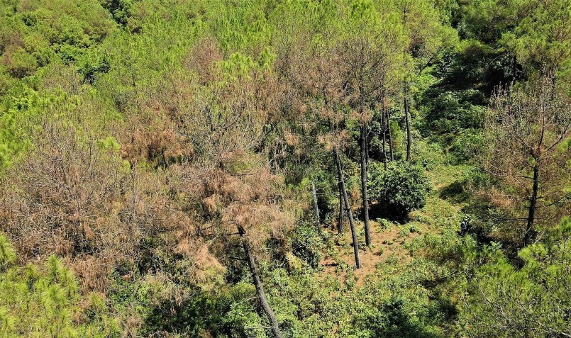 Thậm chí, nhiều vị trí rừng thông đã bị chết. Thậm chí, nhiều vị trí rừng thông đã bị chết.