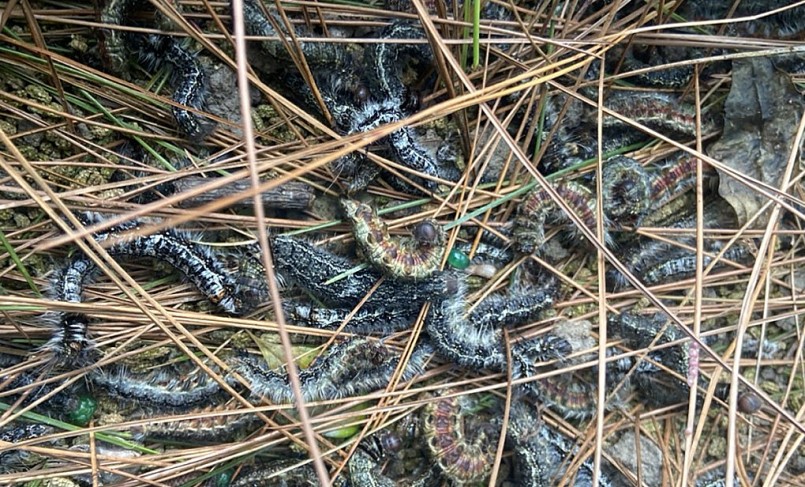 Sâu róm bị chết dưới gốc thông sau khi phun thuốc. Sâu róm bị chết dưới gốc thông sau khi phun thuốc.