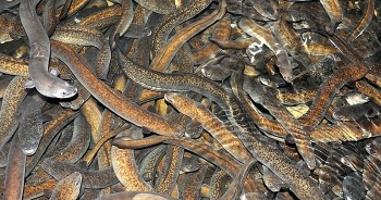 Nuôi loài Mạn lệ ngư trên vùng nước lợ bán gần 1 triệu/kg, dân ven biển Phú Yên đổi đời