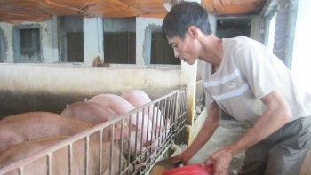 Cho vịt nằm điều hoà, lợn ăn thuốc bắc, tưởng dở hơi ai ngờ thu tiền tỷ