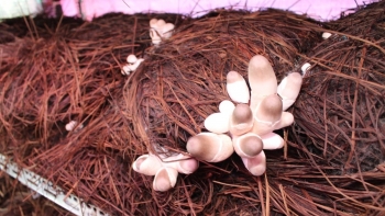 Nhiều lần khởi nghiệp thất bại, chuyển sang trồng nấm rơm thu lãi 500.000 triệu/năm