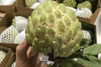 Loại na xưa bị “thất sủng” nay giá cao ngất ngưởng vẫn được giới sành ăn lùng mua