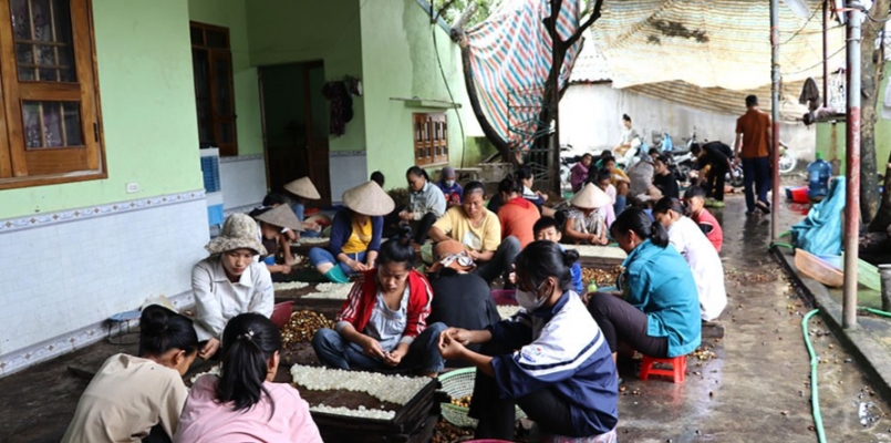 Người dân đội 1, xã Pom Lót xoáy long nhãn kiếm thêm thu nhập tại các lò sản xuất long nhãn trên địa bàn