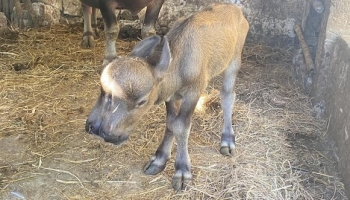Xuất hiện con nghé kỳ lạ có hai đầu, hai miệng, hai mũi, hai lưỡi, ba mắt