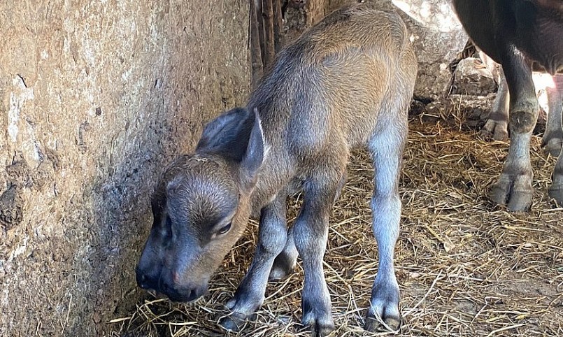 con nghé có 2 miệng, 2 mũi (tức 4 lỗ mũi) đang gây xôn xao. con nghé có 2 miệng, 2 mũi (tức 4 lỗ mũi) đang gây xôn xao.
