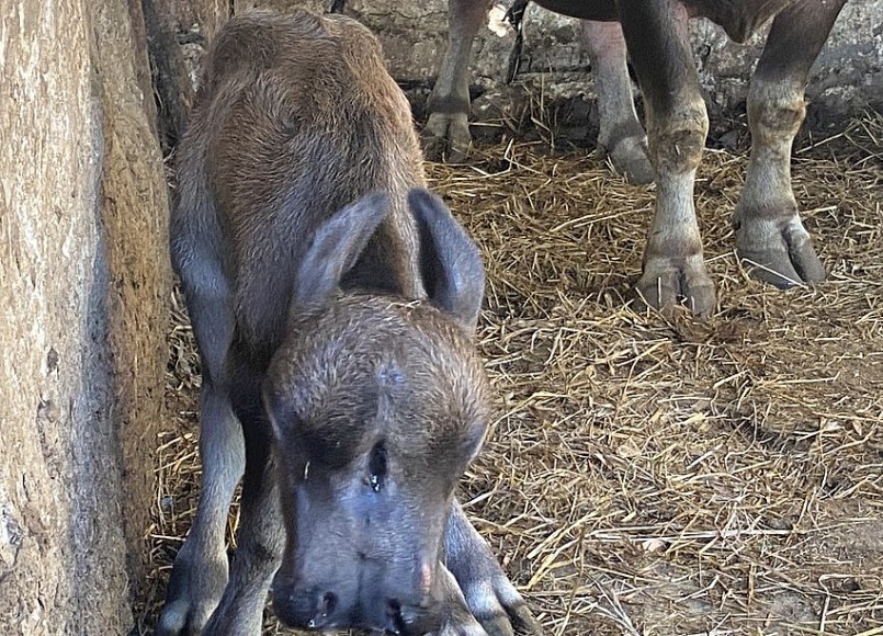 Do không tự bú được, sức khoẻ con nghé đang dần yếu. Do không tự bú được, sức khoẻ con nghé đang dần yếu.