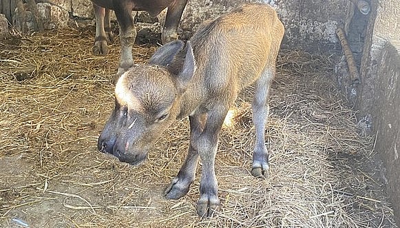 Con nghé sinh ra đã có hai đầu ở Quảng Nam. Con nghé sinh ra đã có hai đầu ở Quảng Nam.