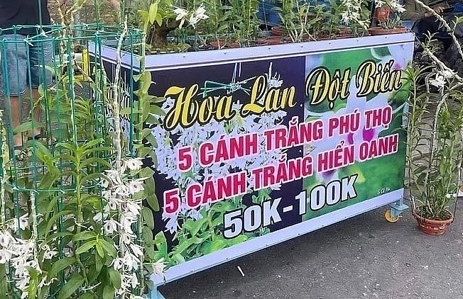 Những cây lan đột biến trước đây từng được hét giá hàng trăm triệu, thậm chí hàng tỷ đồng một cm song giờ bị rao bán lan hạ giá 50.000-100.000 đồng. Những cây lan đột biến trước đây từng được hét giá hàng trăm triệu, thậm chí hàng tỷ đồng một cm song giờ bị rao bán lan hạ giá 50.000-100.000 đồng.