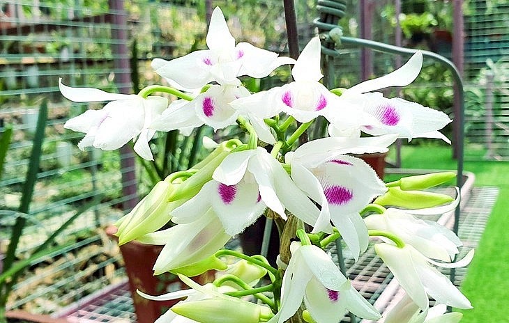 Lan đột biến 5 cánh trắng Phú Thọ và một số loại 5 cánh trắng khác giảm giá chỉ còn 50.000 - 200.000 đồng/cm. Lan đột biến 5 cánh trắng Phú Thọ và một số loại 5 cánh trắng khác giảm giá chỉ còn 50.000 - 200.000 đồng/cm.