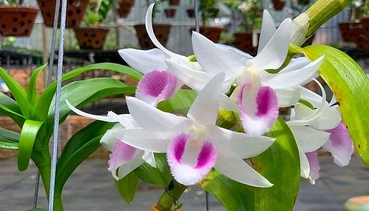 Lan đột biến Hiển Oanh (HO). Lan đột biến Hiển Oanh (HO).