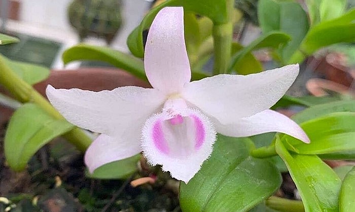 Lan đột biến Phi điệp