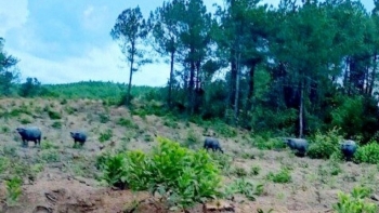 Đàn trâu hoang hung hãn tấn công người ở Quảng Trị, vẫn loay hoay chưa có cách xử lý