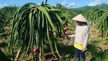 Đưa huyện Ðiện Biên trở thành vùng sản xuất cây ăn quả trọng điểm