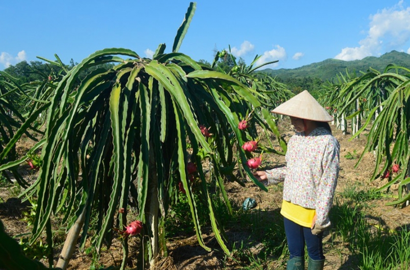 Người dân xã Thanh Xương chuyển đổi diện tích đất canh tác kém hiệu quả sang trồng thanh long. Ảnh: Thu Phương Người dân xã Thanh Xương chuyển đổi diện tích đất canh tác kém hiệu quả sang trồng thanh long. Ảnh: Thu Phương