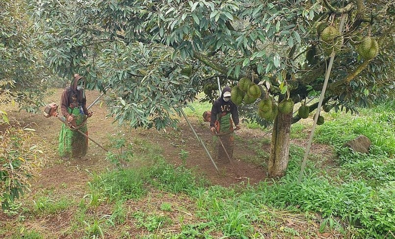 Người trồng sầu riêng ở Đắk Lắk tích cực phát quang vườn tạo thông thoáng trước khi thu hoạch. Người trồng sầu riêng ở Đắk Lắk tích cực phát quang vườn tạo thông thoáng trước khi thu hoạch.