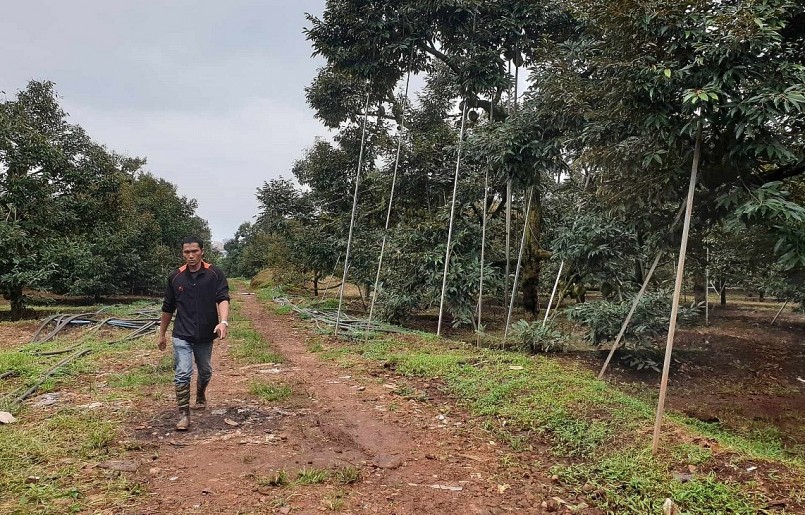 Người trồng sầu riêng Đắk Lắk sử dụng thanh sắt để chống cành bảo vệ quả. Người trồng sầu riêng Đắk Lắk sử dụng thanh sắt để chống cành bảo vệ quả.