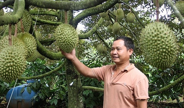 Sản lượng sầu riêng ở Đắk Lắk vụ 2023 này được dự báo đạt 185.000 tấn quả. Sản lượng sầu riêng ở Đắk Lắk vụ 2023 này được dự báo đạt 185.000 tấn quả.