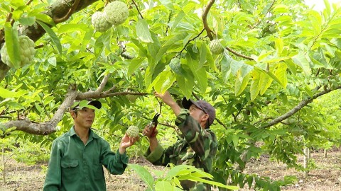Người trồng na ở Nho Quan thắng lớn
