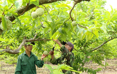 Nông dân Phú Long thu hoạch na Nông dân Phú Long thu hoạch na