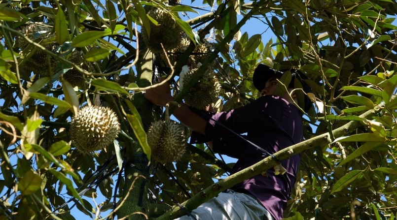 Thời gian thu hoạch sầu riêng rất ngắn, nếu không cắt đúng thời điểm sẽ ảnh hưởng đến chất lượng. (Ảnh: TTXVN) Thời gian thu hoạch sầu riêng rất ngắn, nếu không cắt đúng thời điểm sẽ ảnh hưởng đến chất lượng. (Ảnh: TTXVN)