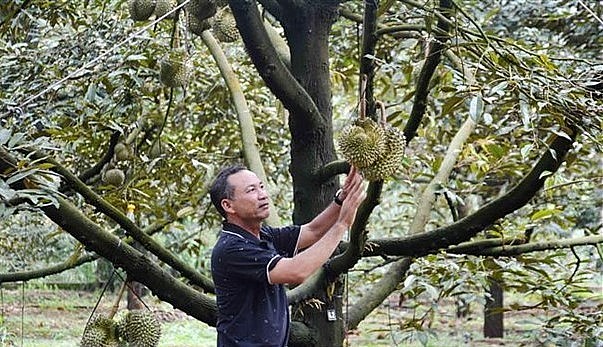 Ông Nguyễn Thạc Cảnh, xã Ea Kpam, huyện Cư M’gar, tỉnh Đắk Lắk buộc sầu riêng, đợi sầu riêng đủ ngày tuổi mới chốt giá, thu hoạch. (Ảnh: TTXVN) Ông Nguyễn Thạc Cảnh, xã Ea Kpam, huyện Cư M’gar, tỉnh Đắk Lắk buộc sầu riêng, đợi sầu riêng đủ ngày tuổi mới chốt giá, thu hoạch. (Ảnh: TTXVN)