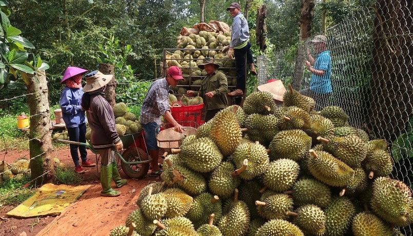 có thời điểm thương lái đặt cọc thu mua giá từ 95.000-100.000 đồng/kg, cao gần gấp đôi so với giá sầu riêng đầu vụ năm 2022. có thời điểm thương lái đặt cọc thu mua giá từ 95.000-100.000 đồng/kg, cao gần gấp đôi so với giá sầu riêng đầu vụ năm 2022.